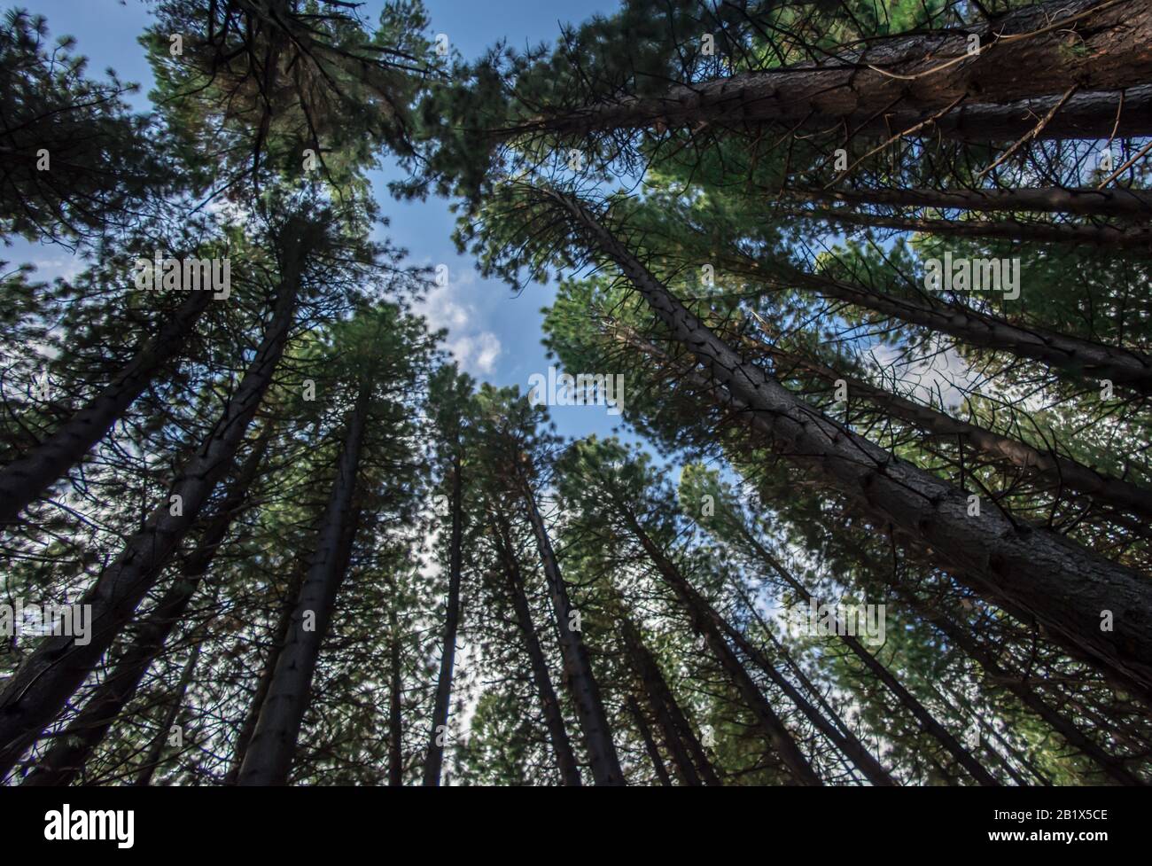 Arboles de la Patagonia Stockfoto