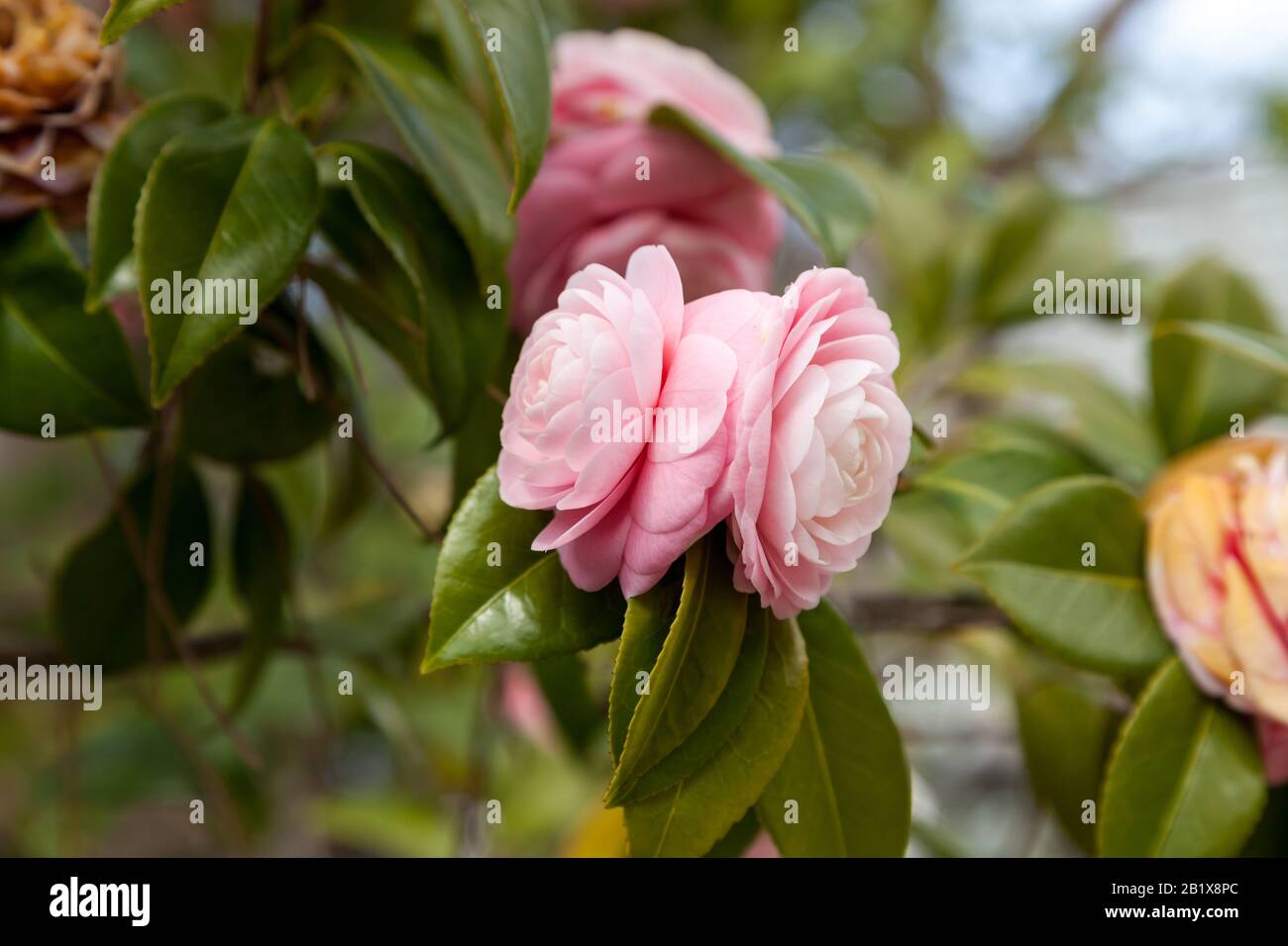 Leuchtend rosa Japanische kamelie Blume in voller Blüte Stockfoto