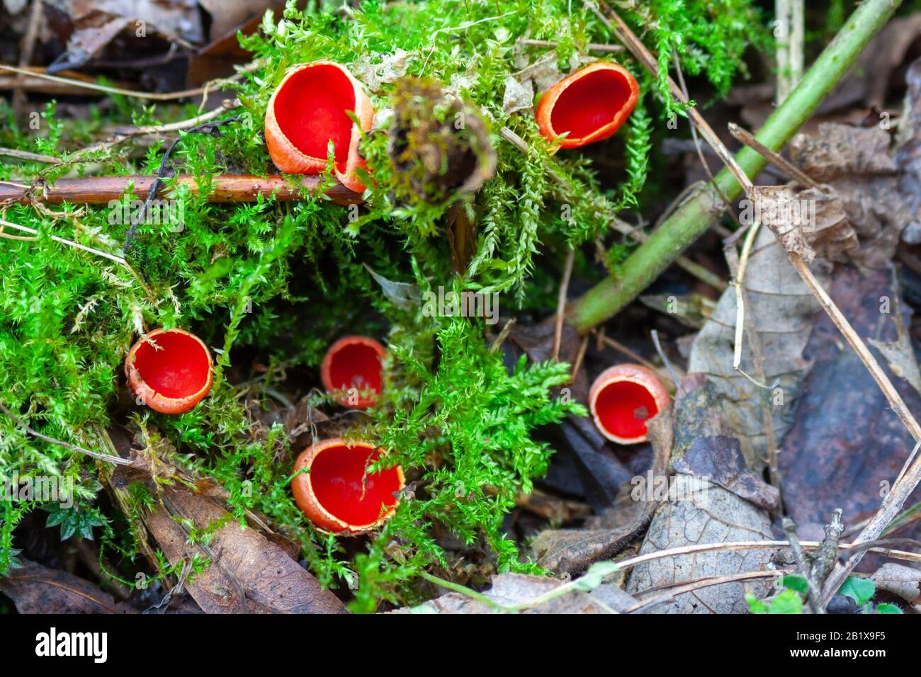 Sarcoscypha coccinea, im Allgemeinen bekannt als die scharlachrote Elf-Tasse, die scharlachrote Elf-Mütze oder die scharlachrote Schale auf dem mosigen Felsen Stockfoto