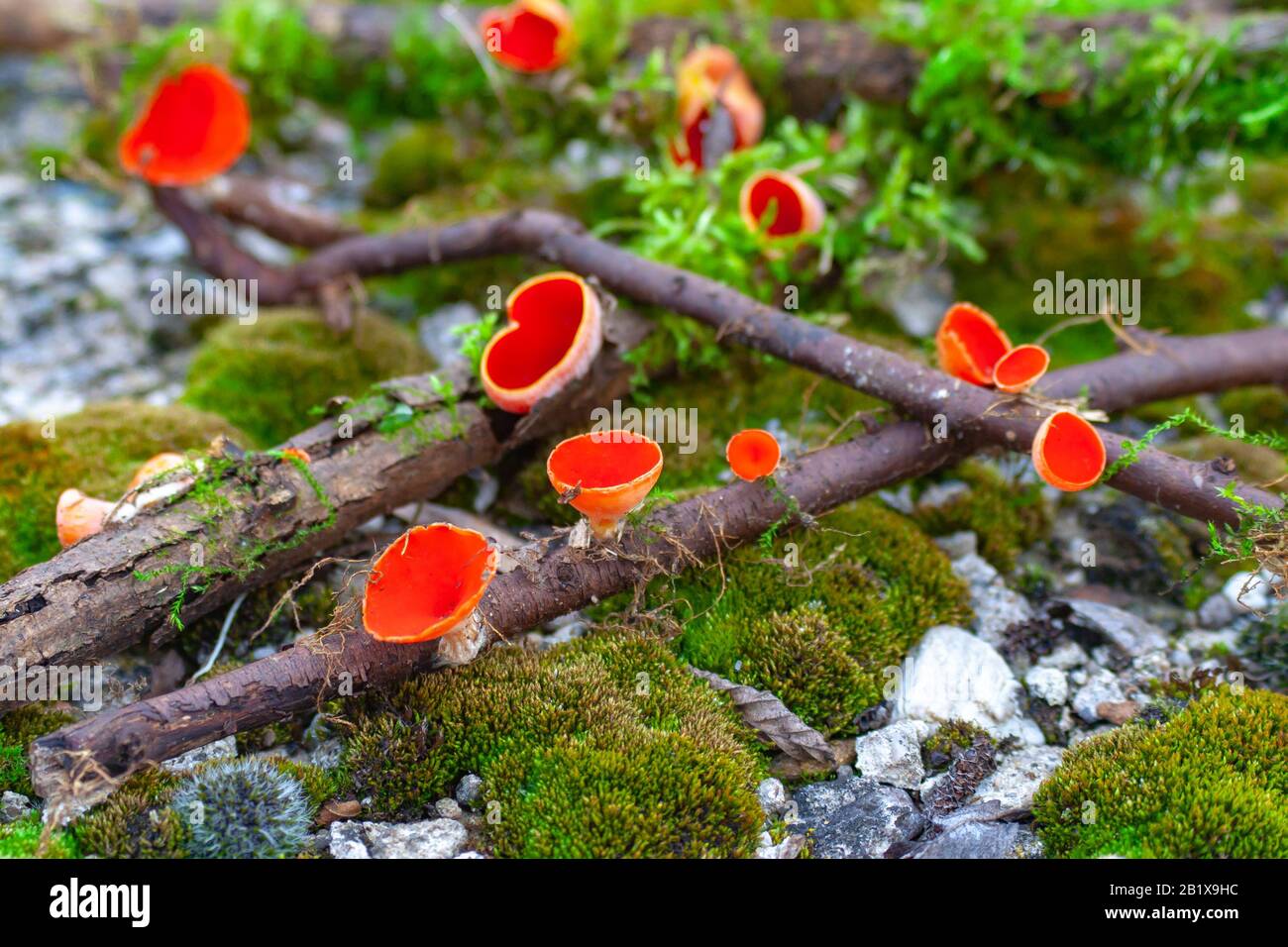 Sarcoscypha coccinea, im Allgemeinen bekannt als die scharlachrote Elf-Tasse, die scharlachrote Elf-Mütze oder die scharlachrote Schale auf dem mosigen Felsen Stockfoto