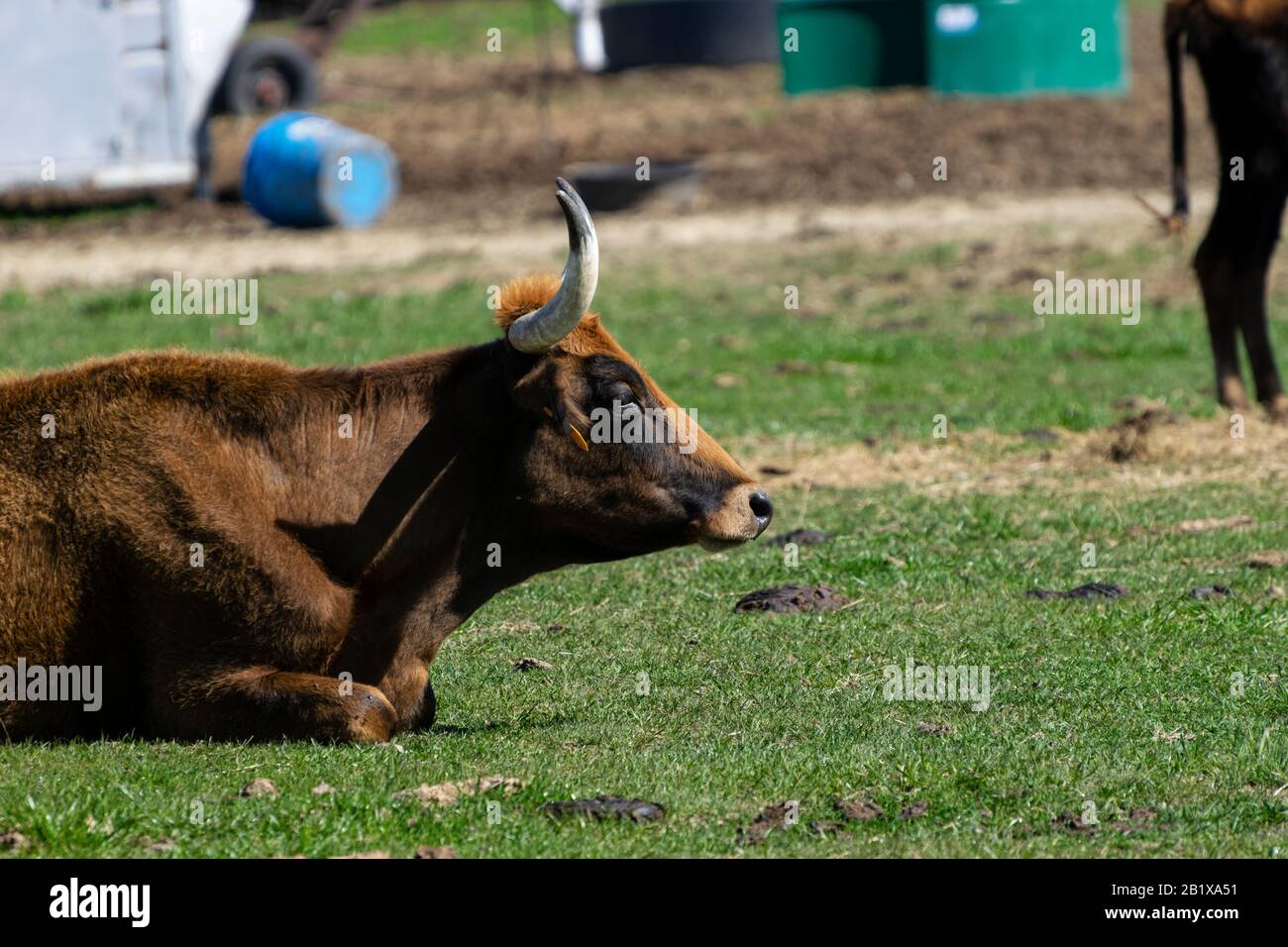 Ein großer, brauner Stier, der auf dem Boden in einer Ranch-Weide mit einem orangefarbenen Haarbüschel zwischen seinen scharfen, gebogenen Hörnern ruht, der wie ein lustiger Littl aussieht Stockfoto