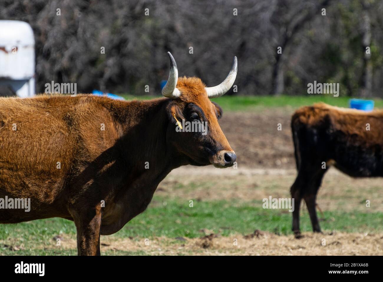 Profil eines großen, braunen Bullen, der auf einer Ranch-Weide mit einem orangefarbenen Haarbüschel zwischen seinen scharfen, gebogenen Hörnern steht, die wie ein lustiges wenig aussehen Stockfoto