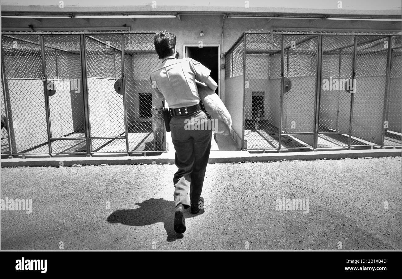 Echte weibliche Tierkontrollbeauftragte bringt ein Haustier nach einer medizinischen Untersuchung und Schüssen in den Hundekäfig zurück, damit es kostengünstig aus dem Tierheim übernommen werden kann Stockfoto