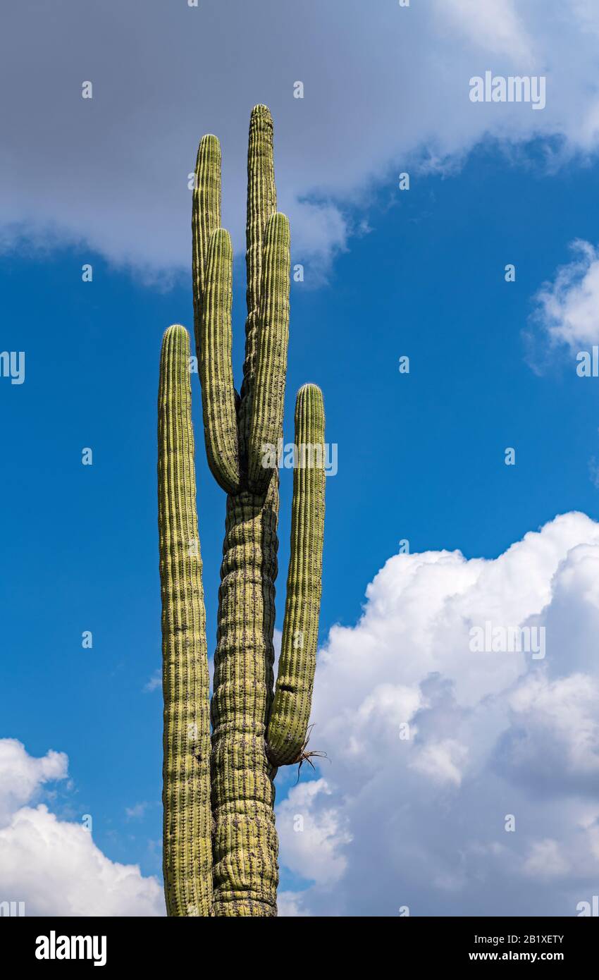 Nahaufnahme eines säulenförmigen Kakteens mit blauem Himmel und Wolken im Hintergrund, Tehuacan Cuicatlan Biosphere Reserve, Oaxaca, Mexiko. Stockfoto