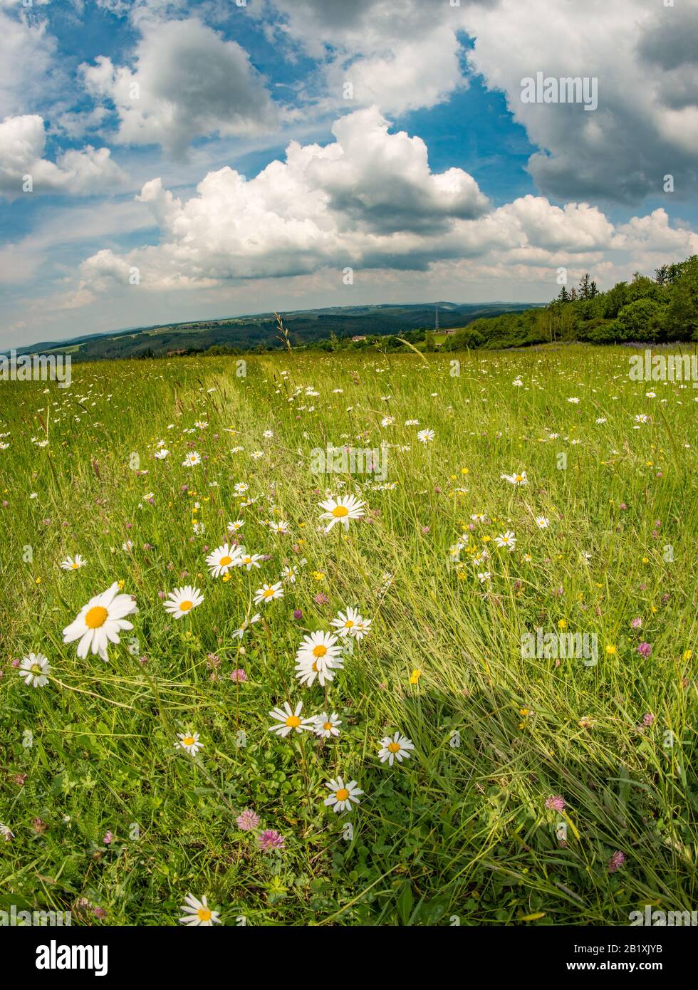 Wiese mit Gänseblümchen und Ausblick auf Land mit blauem bewölktem Himmel, vlci hora Stockfoto