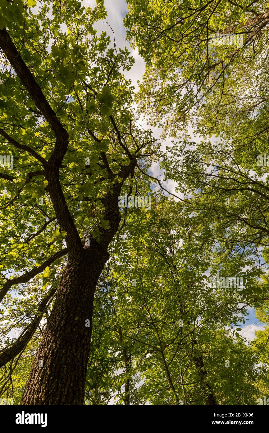 Weitwinkelansicht eines hohen Baumes im Frühling aus extrem niedriger Sicht Stockfoto