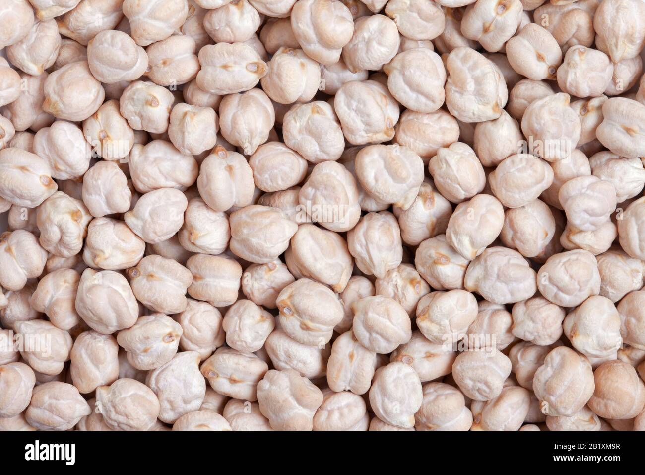 Hintergrund der Kichererbsentextur. Auch Garbanzo Bean oder Ceci Bean genannt. Aus dem Nahen Osten stammend, mildes und süßes Aroma mit gutem Protein und Eisen Stockfoto