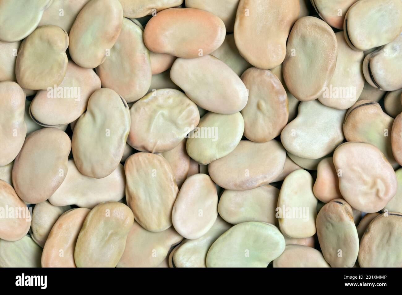 Hintergrund mit breiter Beans-Textur. Auch Fava oder Windsor Bean genannt. Riesige, kräftige Bohnen mit cremiger Textur; nussiger, süßer, erdiger Geschmack. Stockfoto
