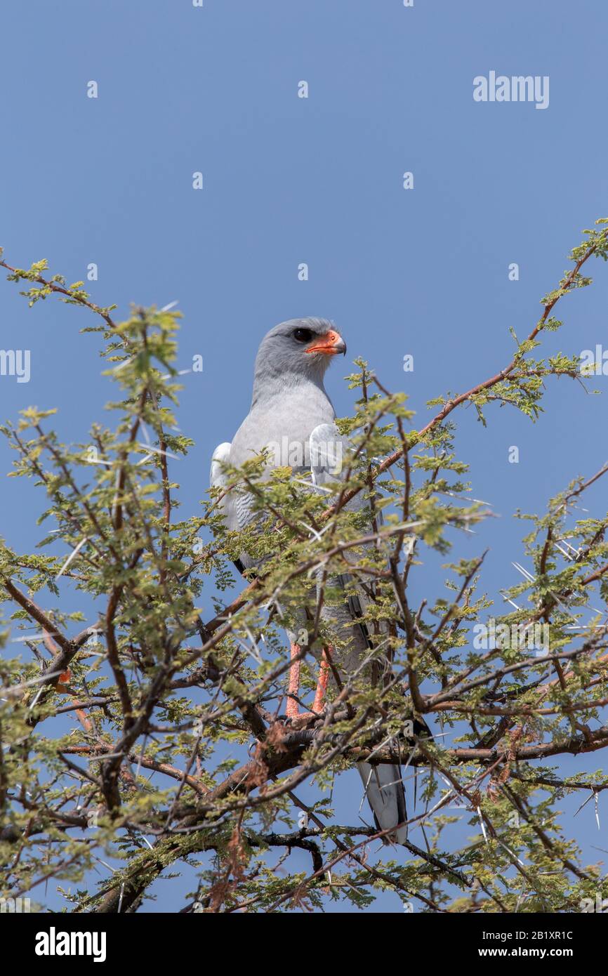 Hawk on Guard hat alles im Blick Stockfoto