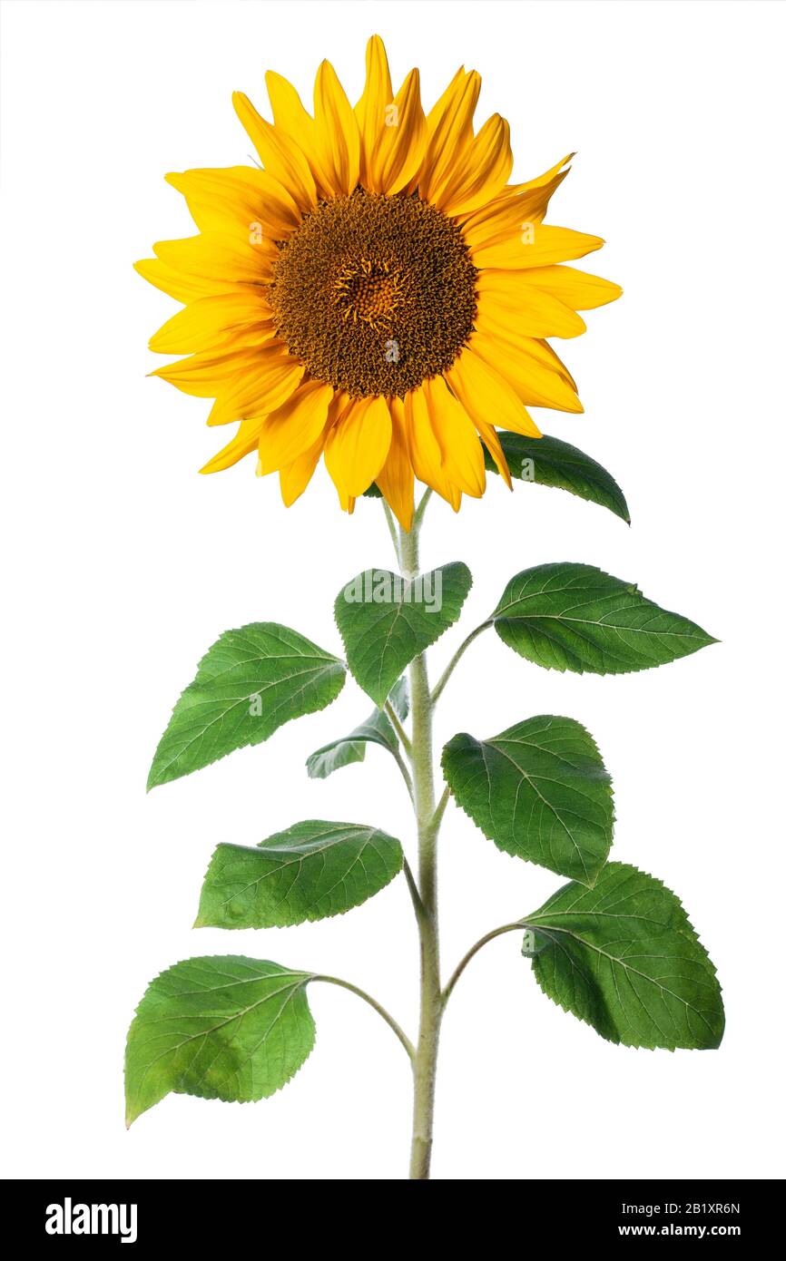 Unreife Sonnenblume isoliert auf weißem Grund Stockfoto