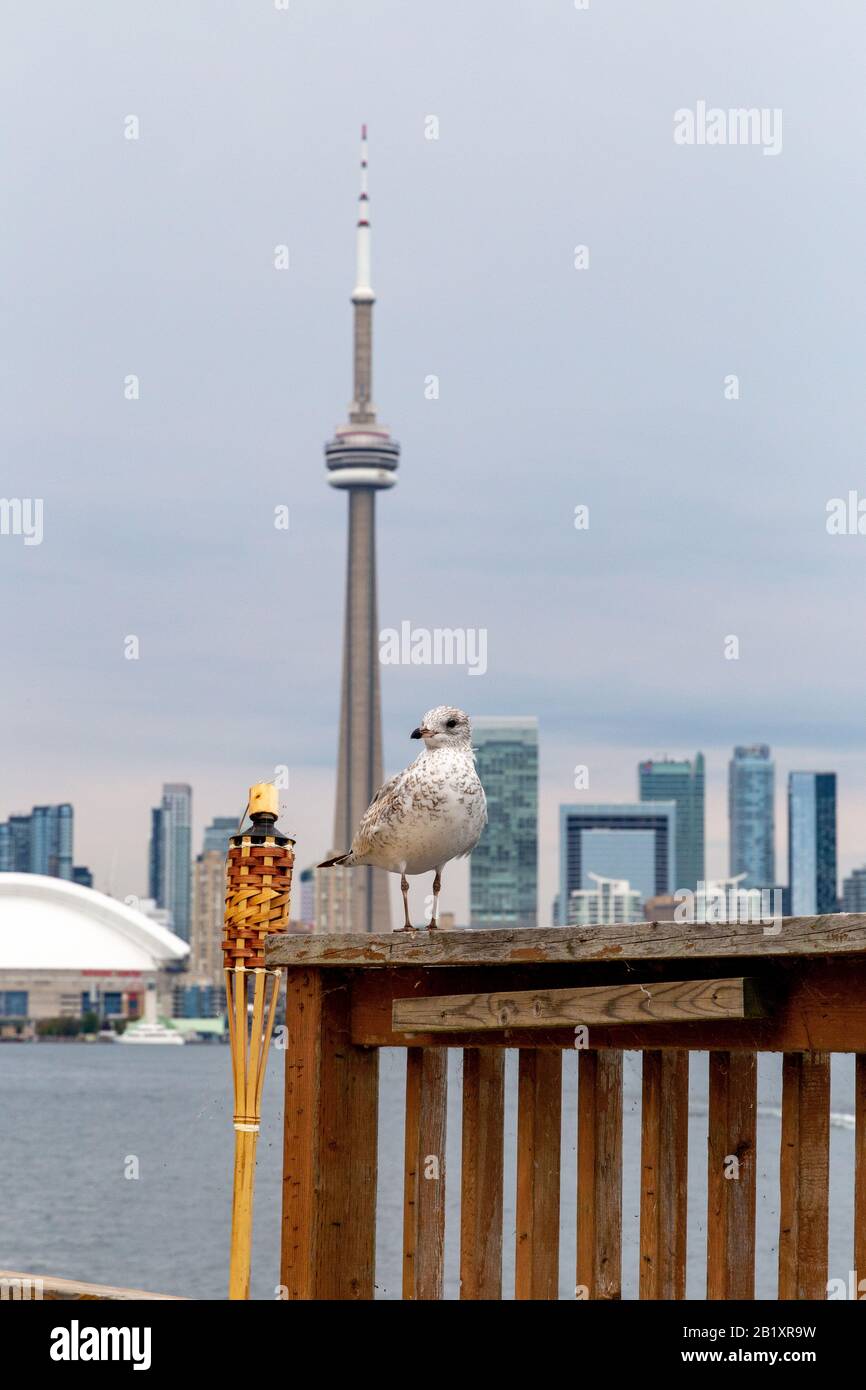 Ringabgerechnete Möwe ruht vor dem CN Tower Stockfoto