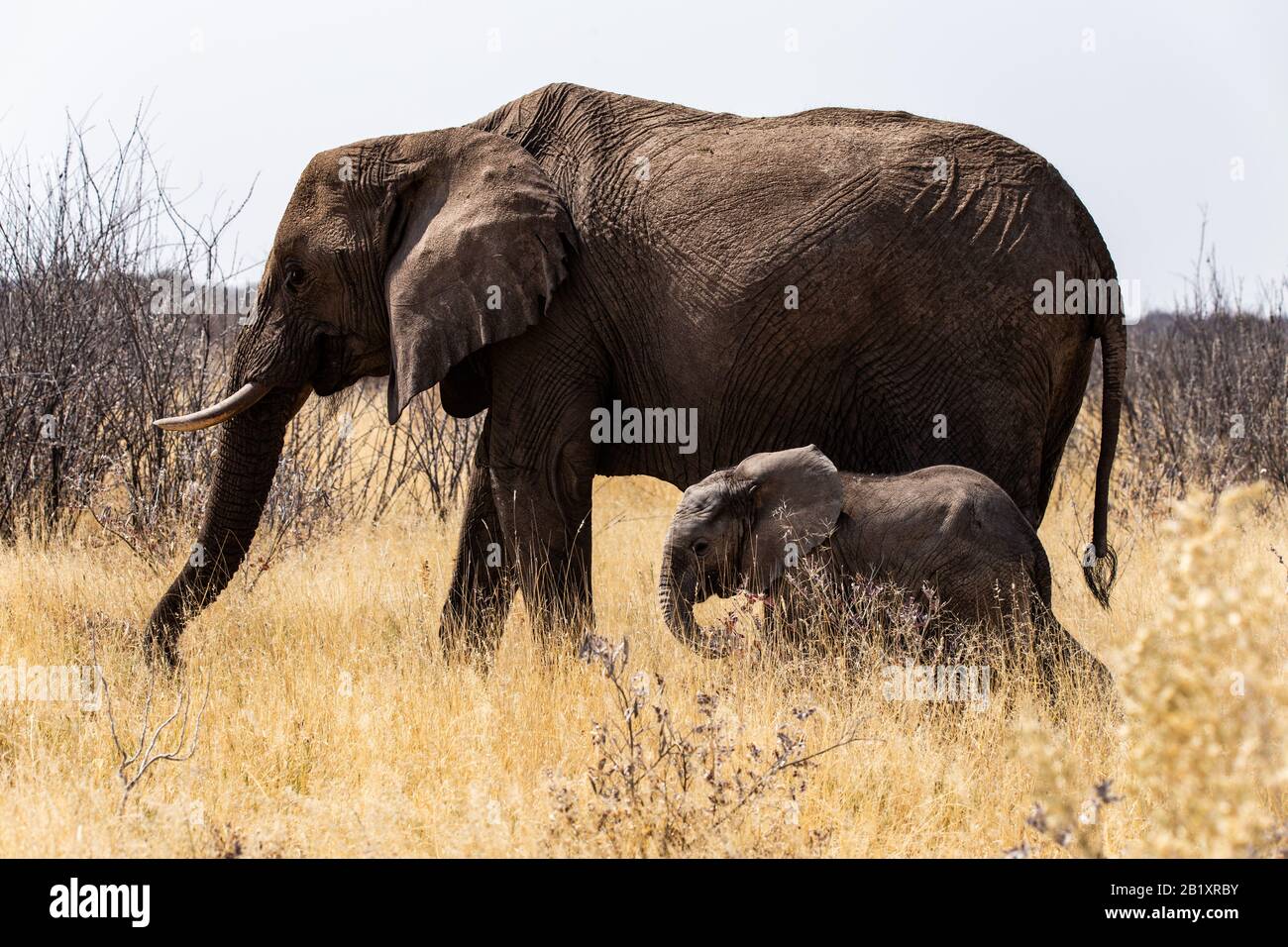 Mutter und Kind Elefant auf einem Spaziergang Stockfoto