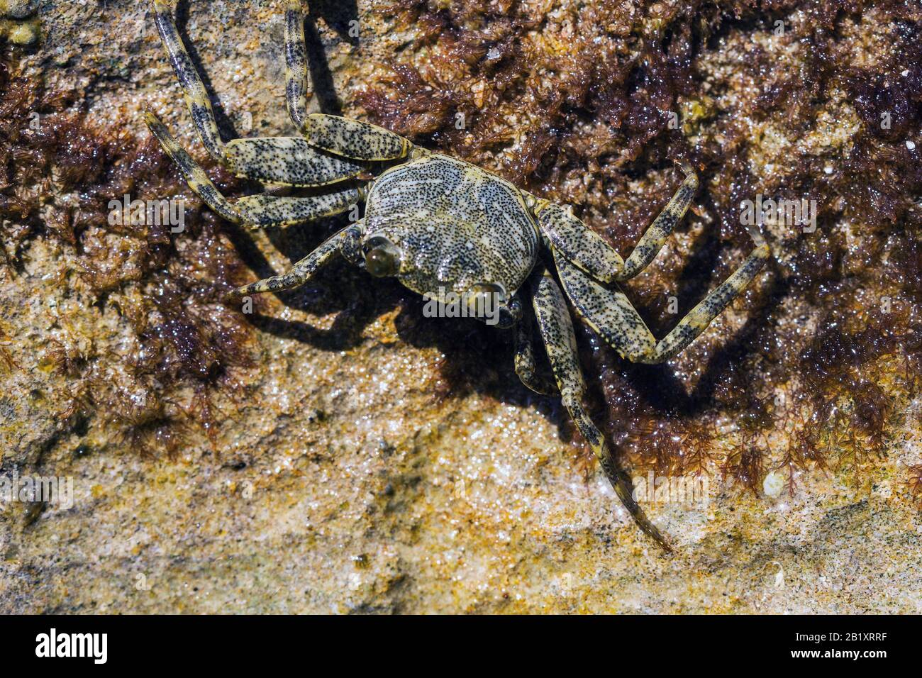 Krabben auf der Jagd auf Felsen Stockfoto