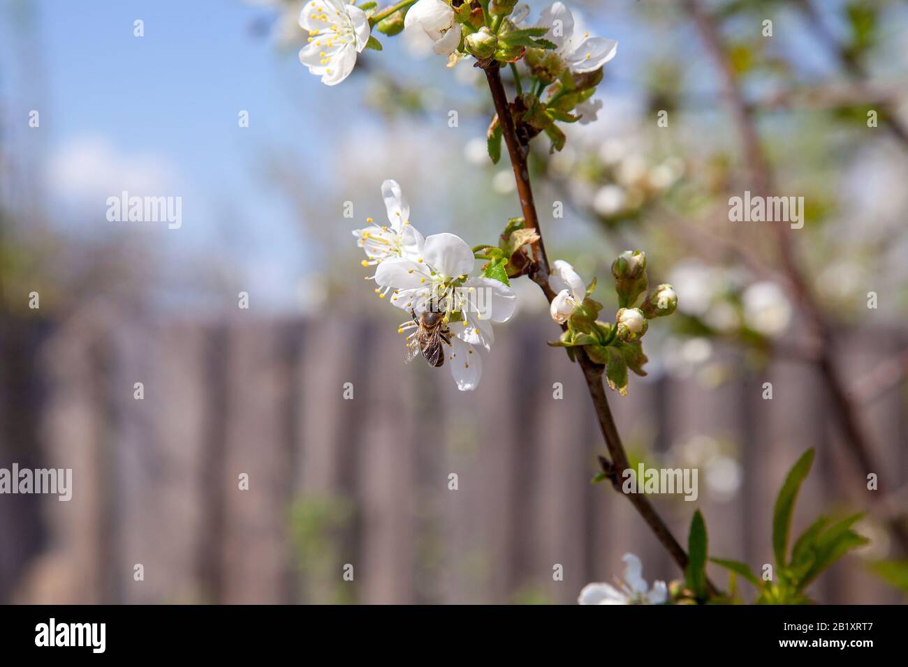 Obstgarten im Frühling. Nahaufnahme der Honigbienen auf weiße Blume von Kirschbaum Blüten Pollen sammeln und Nektar Honig zu machen. Kleine gree Stockfoto
