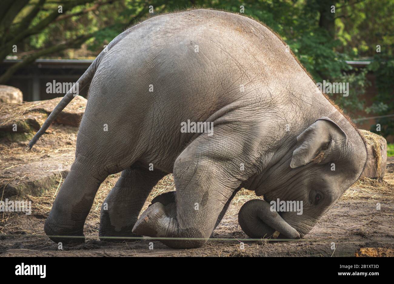 Junge Elefanten spielen glücklich auf dem Boden zwischen Bäumen in den niederlanden zusammen Stockfoto