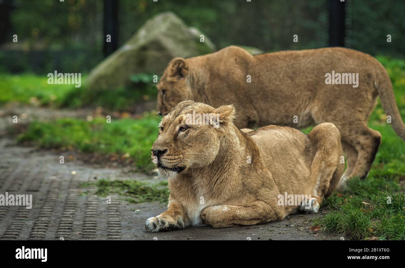 Der Löwe und die Löwin spielen in den niederlanden auf dem Rasen herum Stockfoto