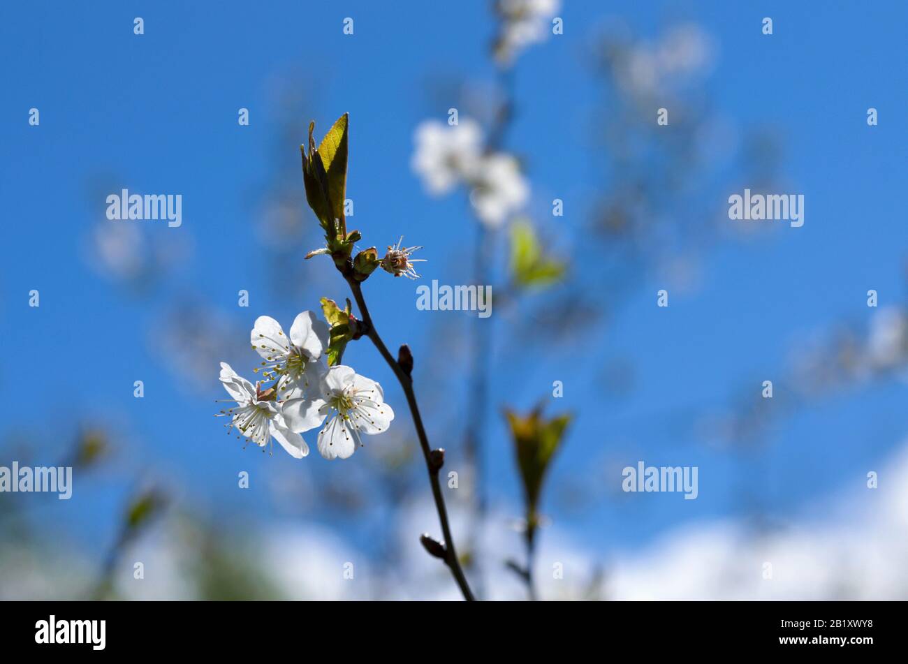 Weiße Kirschblüten mit gelben Staubblättern an einem sonnigen Frühlingstag Stockfoto