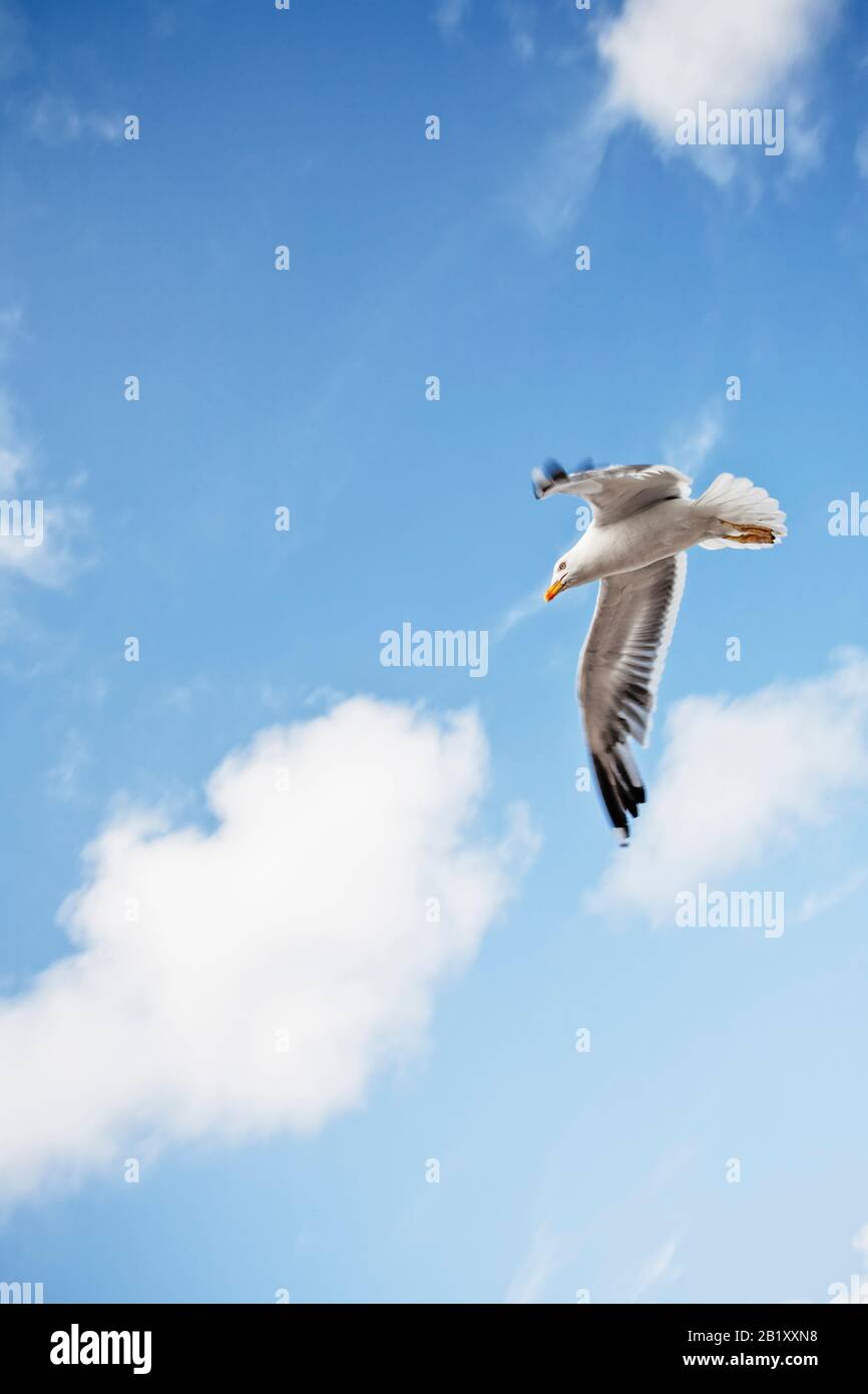 Lone Seagull fliegt und gleitet gegen einen blauen Himmel Stockfoto