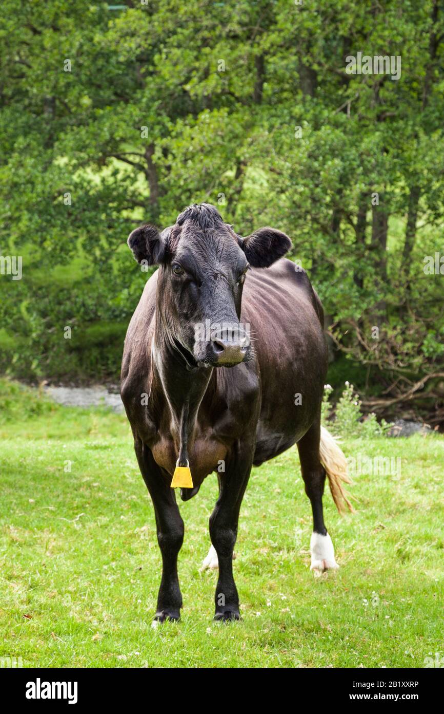 Braune Kuh, die auf einem Feld steht und die Kamera betrachtet Stockfoto