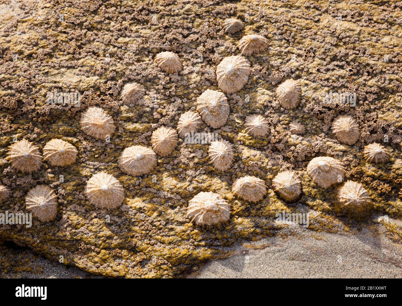 An einem Felsen in Frankreich, Europa, befestigte Schwemmtiere (Patella vulgata) Stockfoto