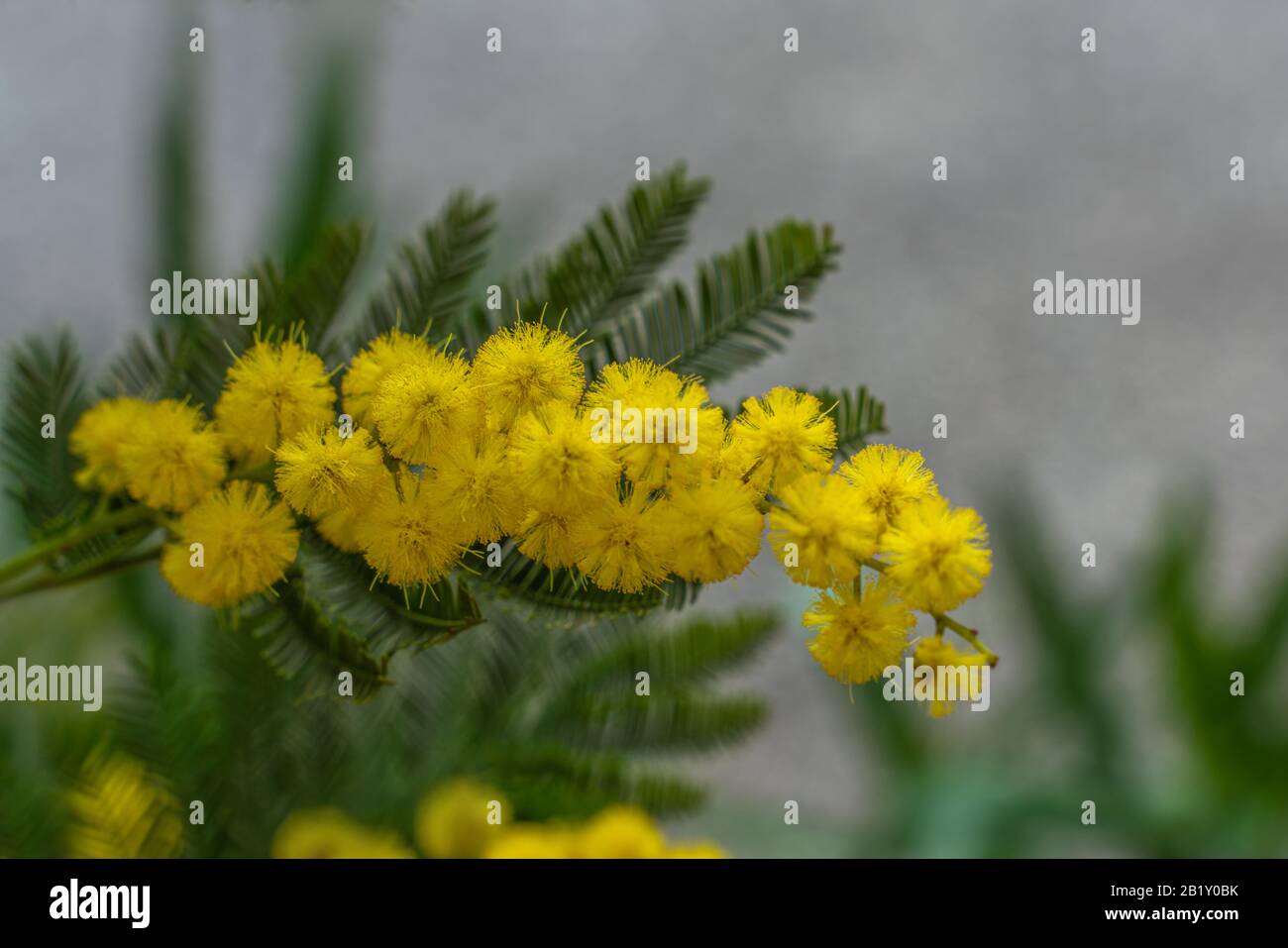 Mimosa Blume, 8. März Tag der Frauen Stockfoto