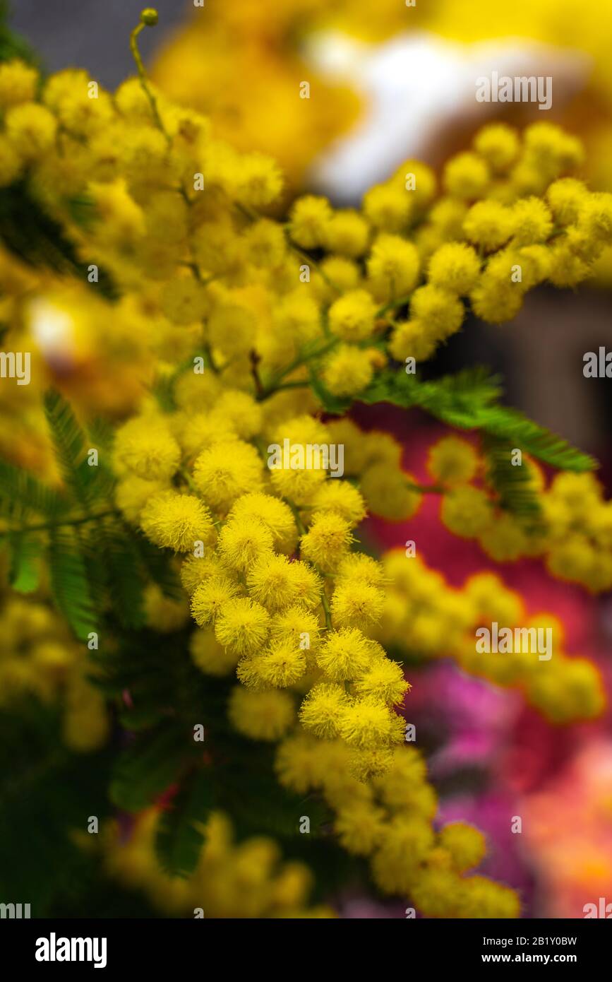 Mimosa Blume, 8. März Tag der Frauen Stockfoto