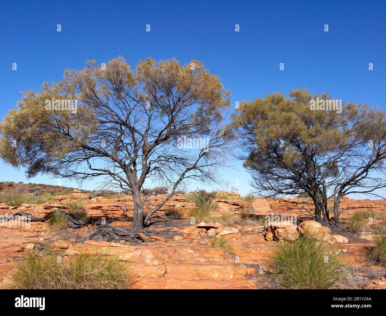Kings Canyon in der Nähe des Uluru in Australien Stockfoto