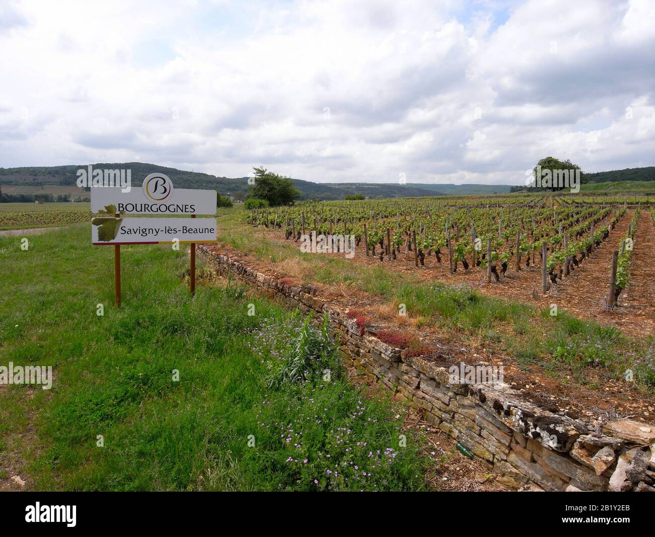 Weinberg in Savigny-les-Beaune in Bourgogne-Frankreich Stockfoto