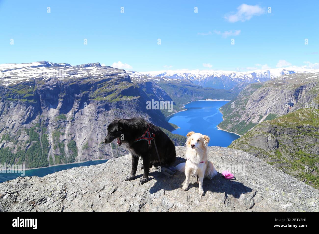 Hunde auf dem Gipfel von Trolltunga, Norwegen Stockfoto