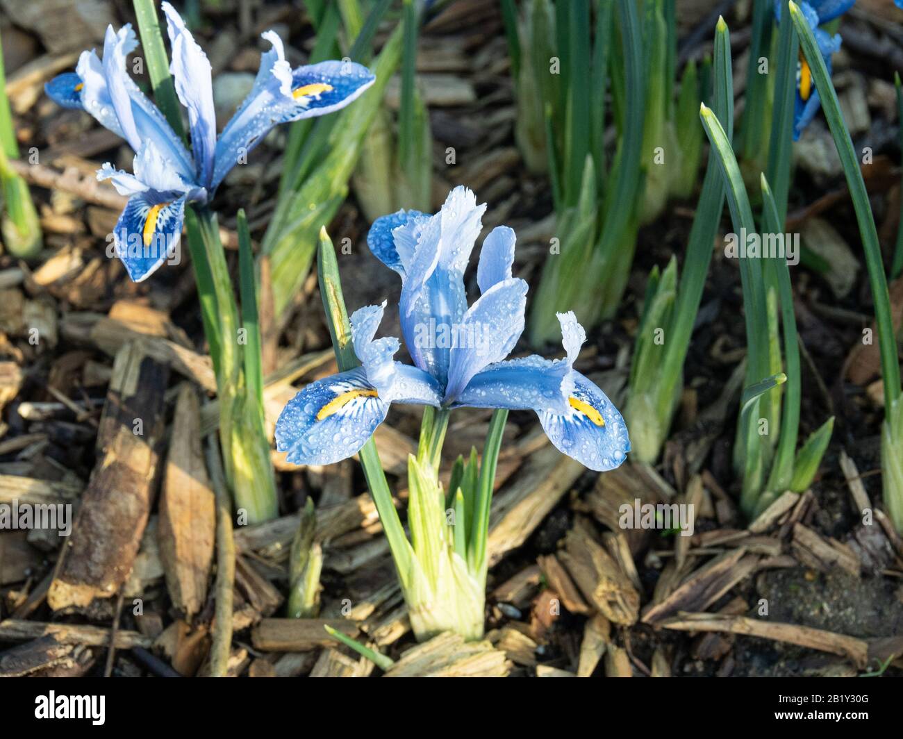 Eine Nahaufnahme der himmelblauen Blumen von Iris reticulata Alida Stockfoto