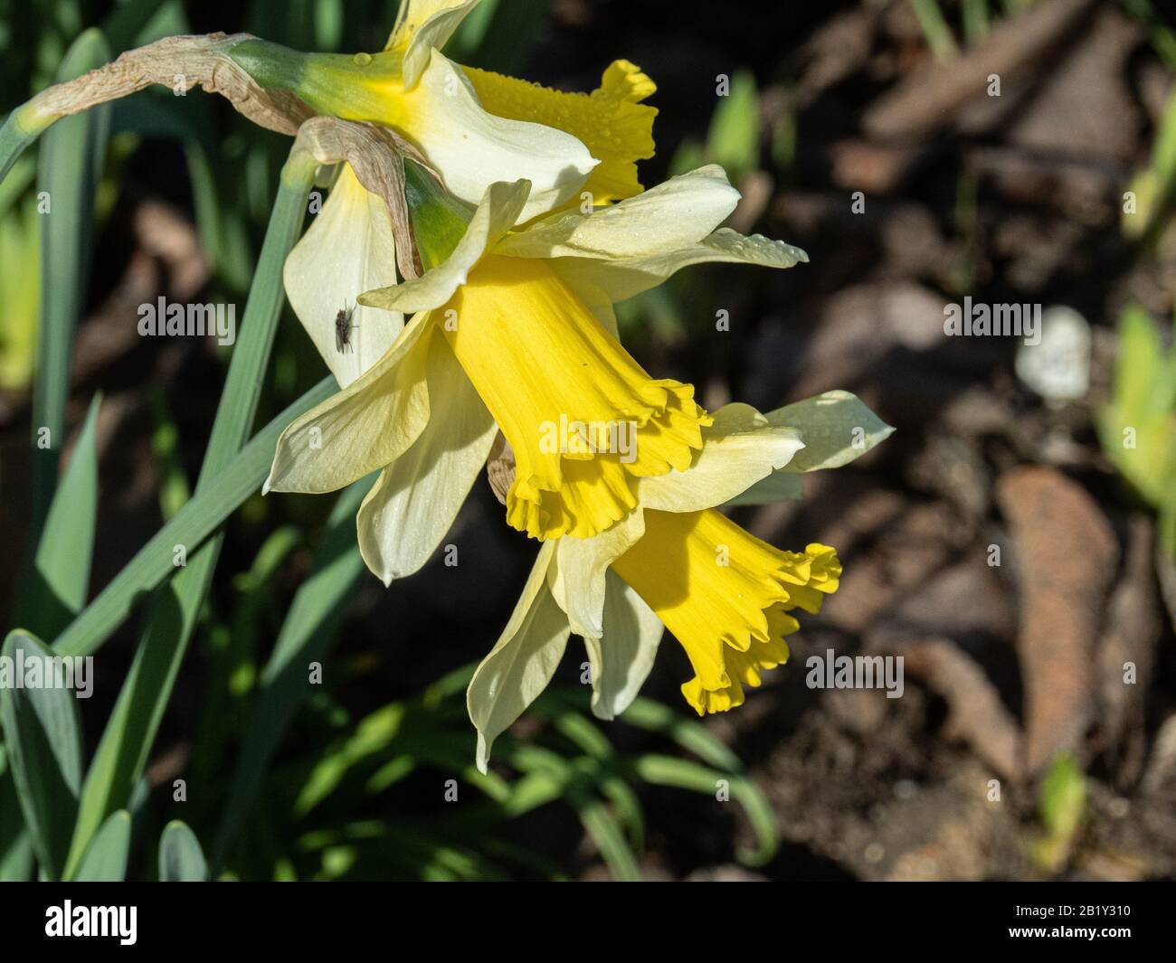 Eine Nahaufnahme der Blumen der Januar-Blume Narcissus Spring Dawn Stockfoto