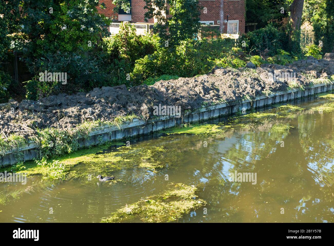 Der Longford River mit seinem künstlichen Flussufer, der mit neu gebaggertem Material aus dem Flussbett des Wasserlaufs/Wasserstraßens aufgebaut wurde. Middlesex. GROSSBRITANNIEN. England (113) Stockfoto