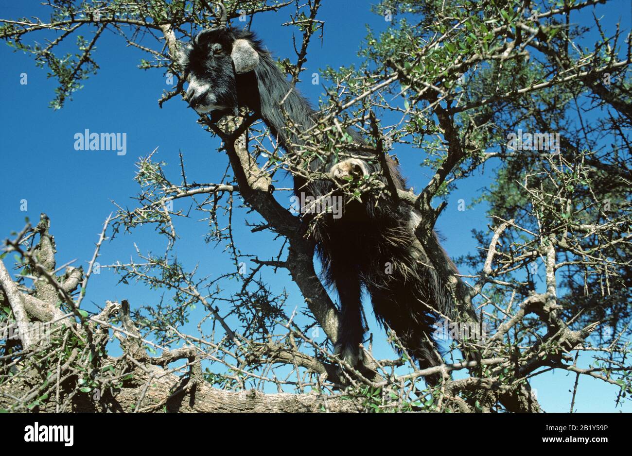 Baumkletterziege in einem Arganbaum (Argania spinosa) im Südwesten von Marokko, Januar Stockfoto