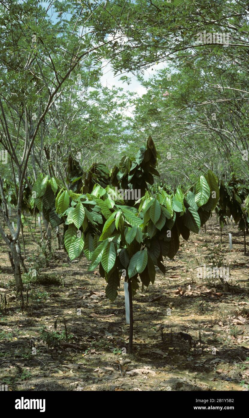 Unreifer Kakao (Theobroma cacao)-Busch, der unter legume Schattenbäumen wächst, Mindanao, Philippinen, Februar Stockfoto