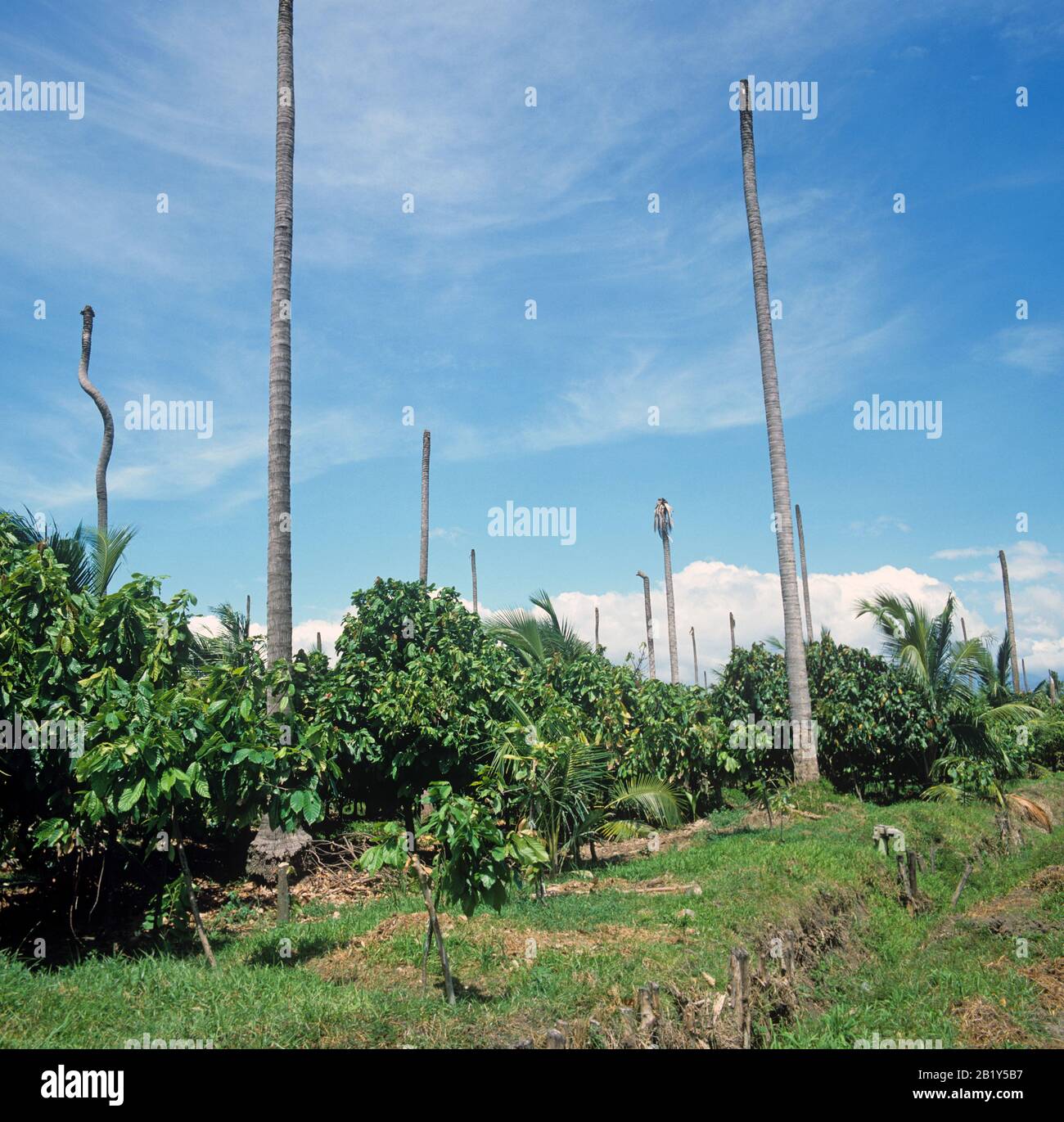 Die Plantage des reifen Kakaos (Theobroma Cacao) wurde unter Kokosnussschatthbäumen aufgezogen, die jetzt von "Kerzen", Philippinen, abgetötet wurden Stockfoto