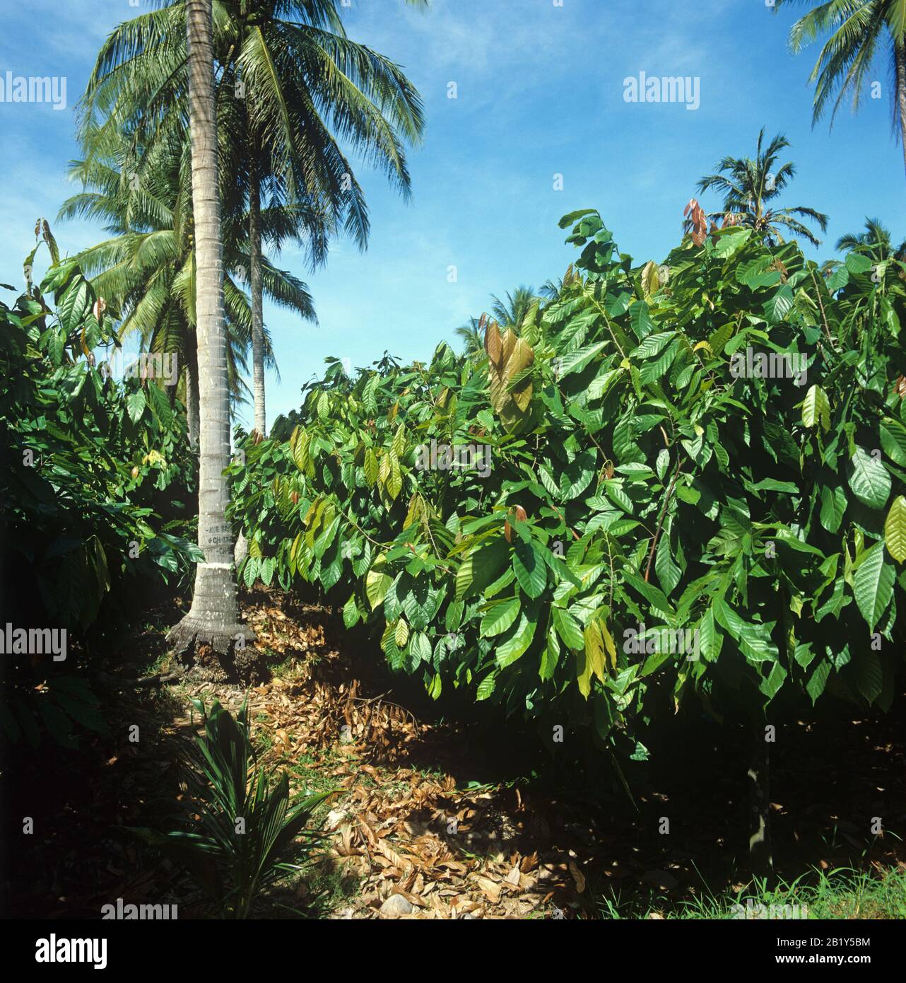 Ausgereifte Kakaoplantage (Theobroma Cacao) unter Kokosnussschattenbäumen, Mindanao, Philippinen, Februar Stockfoto