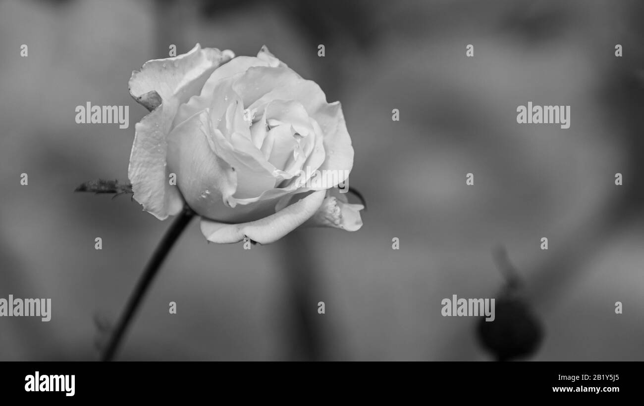 Eine zarte Rosenblüte in schwarz-weiß Stockfoto