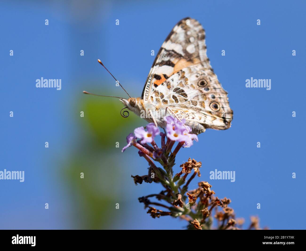 Ein bemalter Schmetterling der Dame thront bei Sonnenschein vorsichtig auf einer Buddleia-Blume Stockfoto