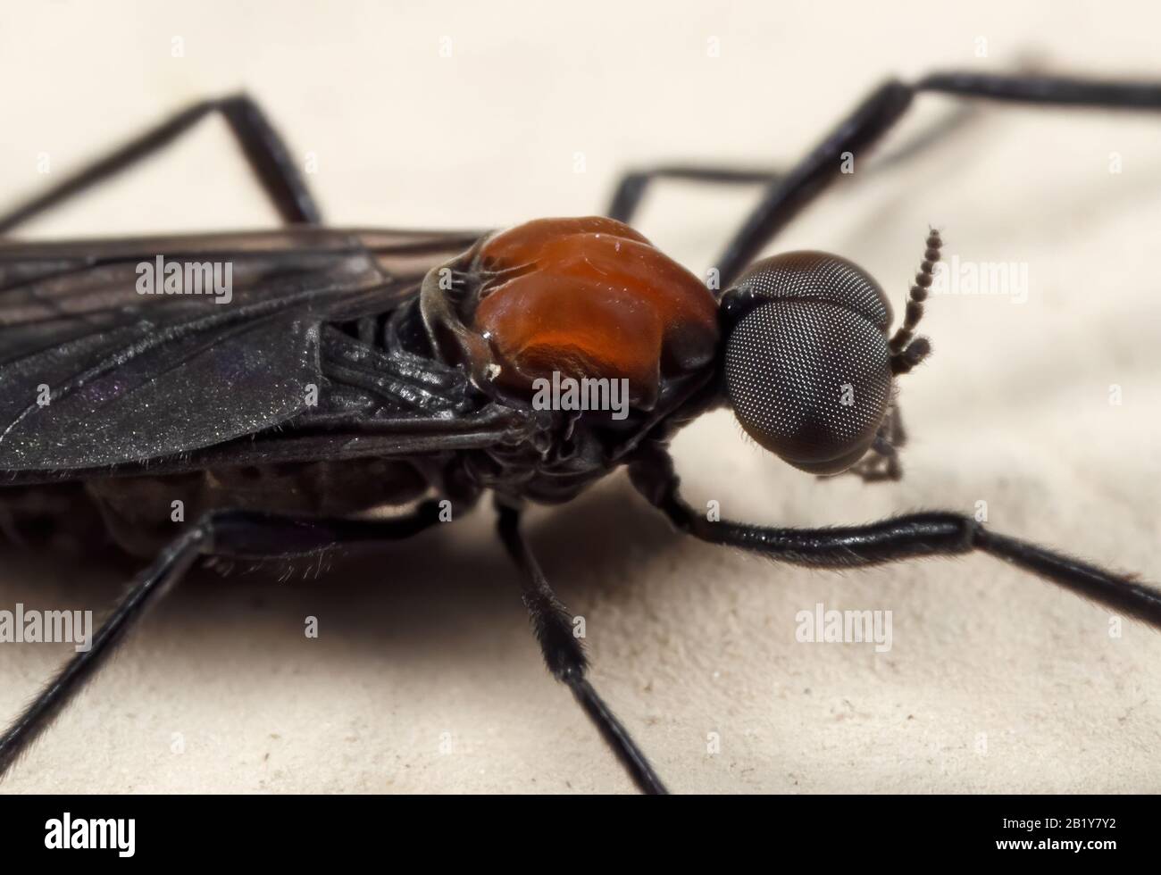 Makrofotografie von Lovebug on The Floor Stockfoto