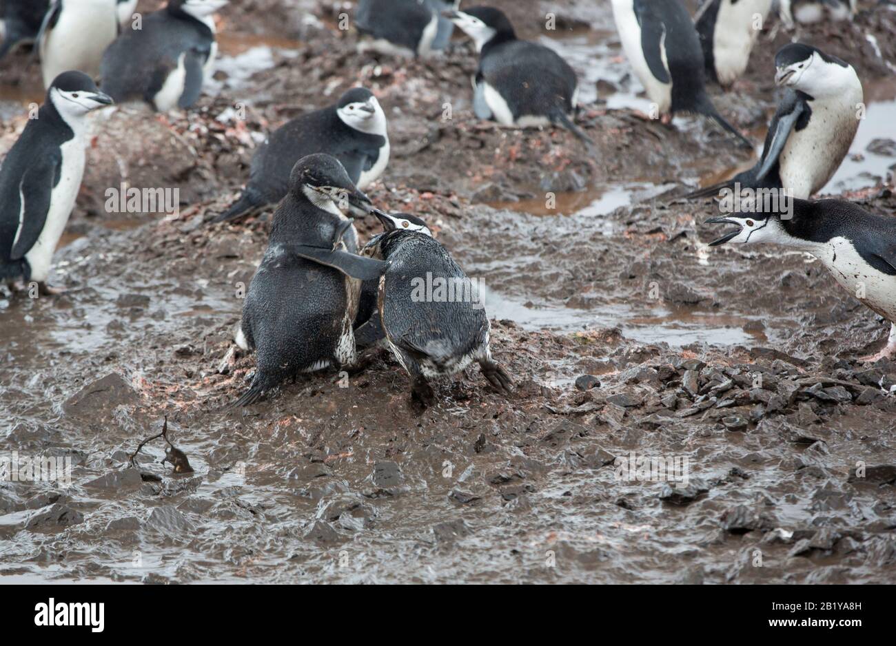 Zwei Kinnbinguine kämpfen in einer Brutkolonie auf Der Half Moon Island auf den South Shetland Islands in der Antarktis. Stockfoto