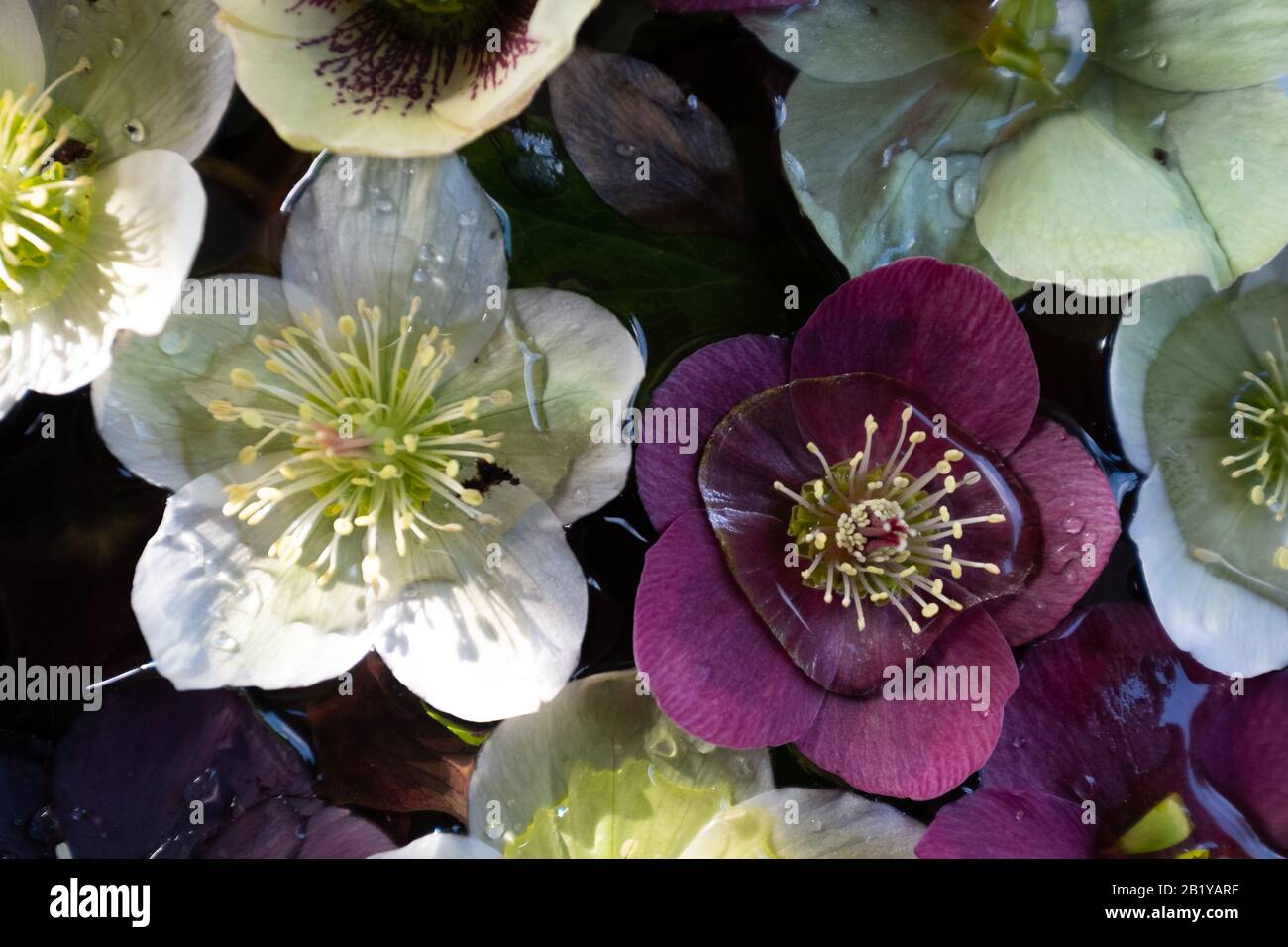 Hellebore Blumenköpfe in Mischfarbe, die auf Wasser schweben, von oben fotografiert. Stockfoto