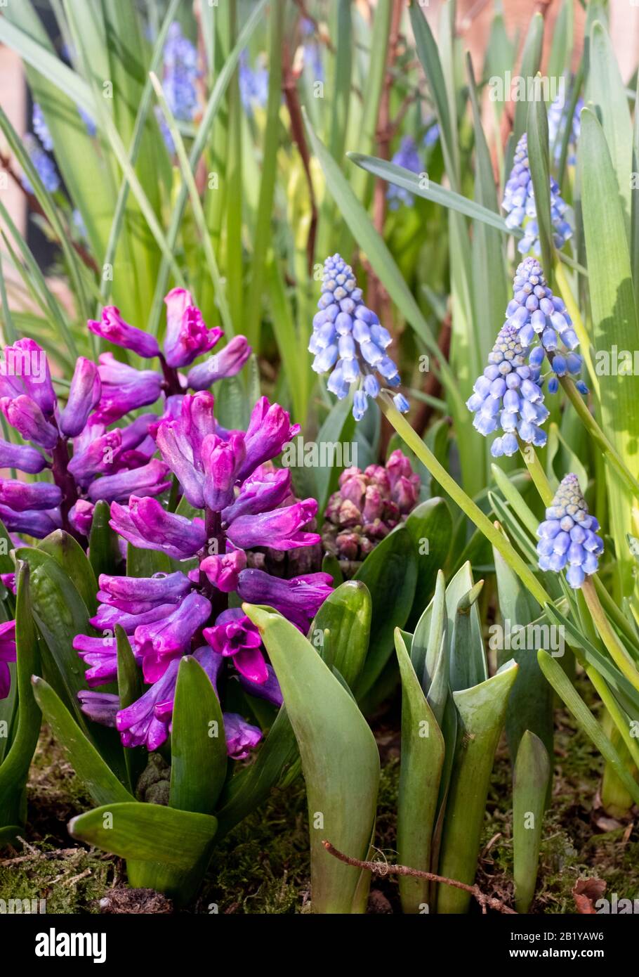 Lila Hyazinths und blaue Muscari im Greenhouse Café in Petersham Nurseries, Gartencenter in West London. Stockfoto