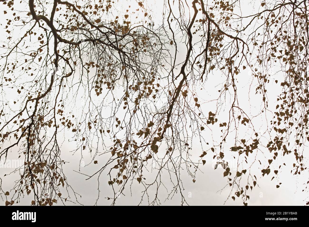 Herbst Silberbirch-Baum mit atemberaubenden, geformten Armdecken und Zweigen im Frühwinter im späten Herbst in den schönen Wäldern und Waldgebieten von Cannock C Stockfoto