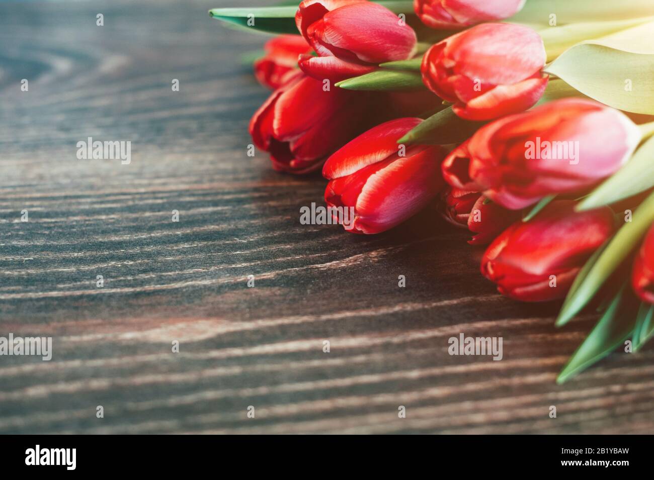 Rote Tulpen auf dunklem Holzhintergrund Stockfoto