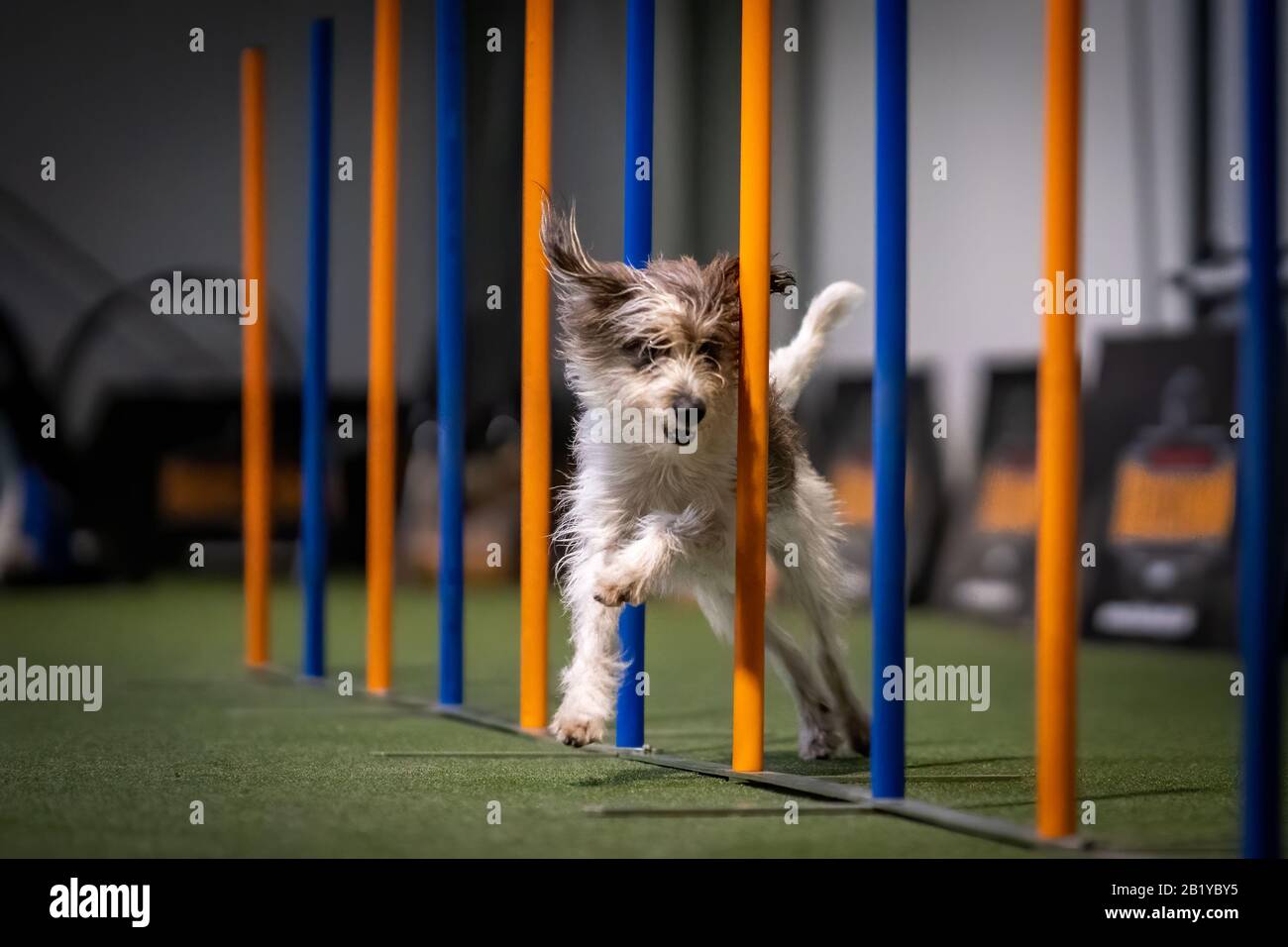 Hund in Agilität Aktion Stockfoto
