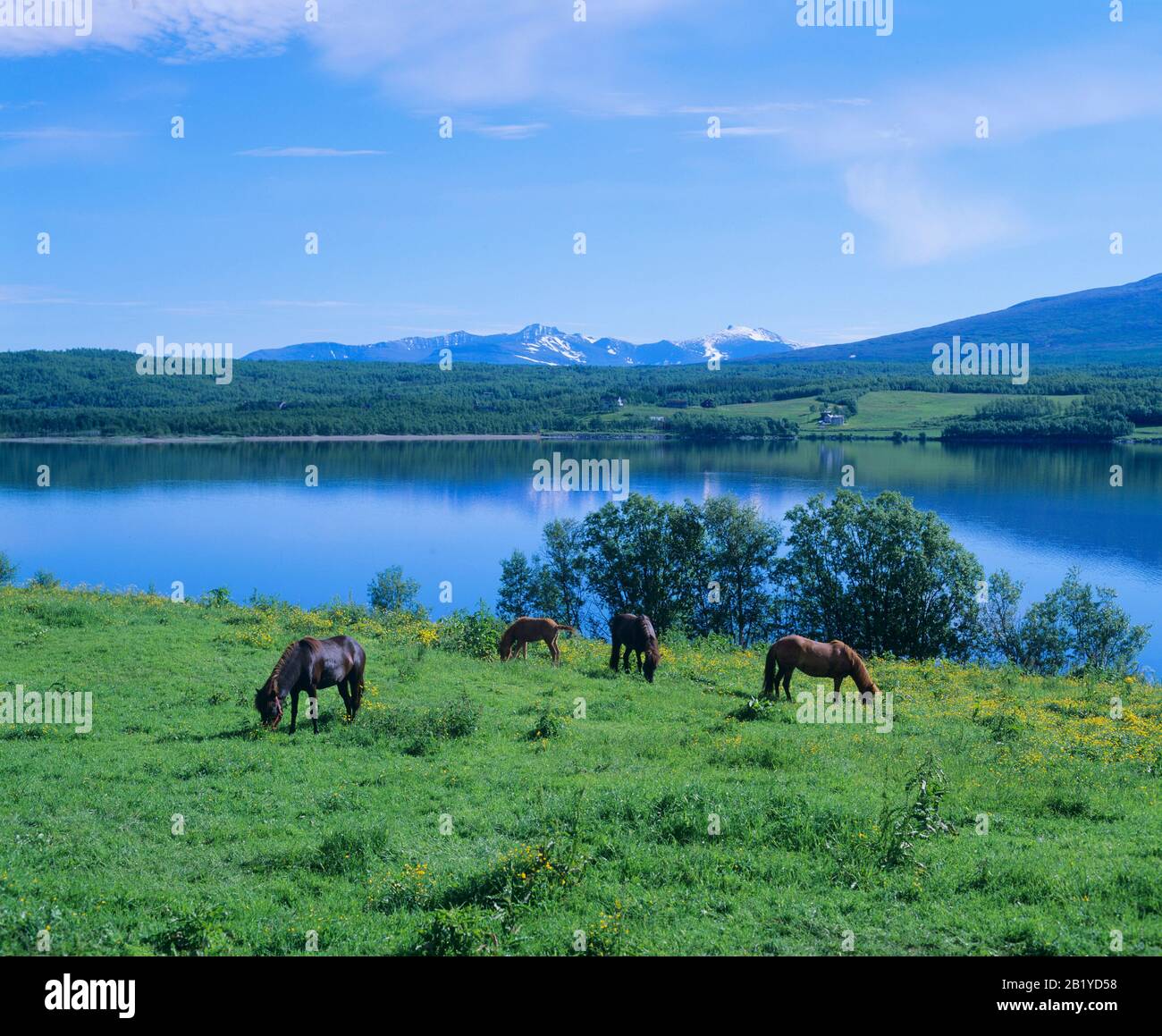 Weidende Pferde mit Schuppen im Hintergrund Stockfoto
