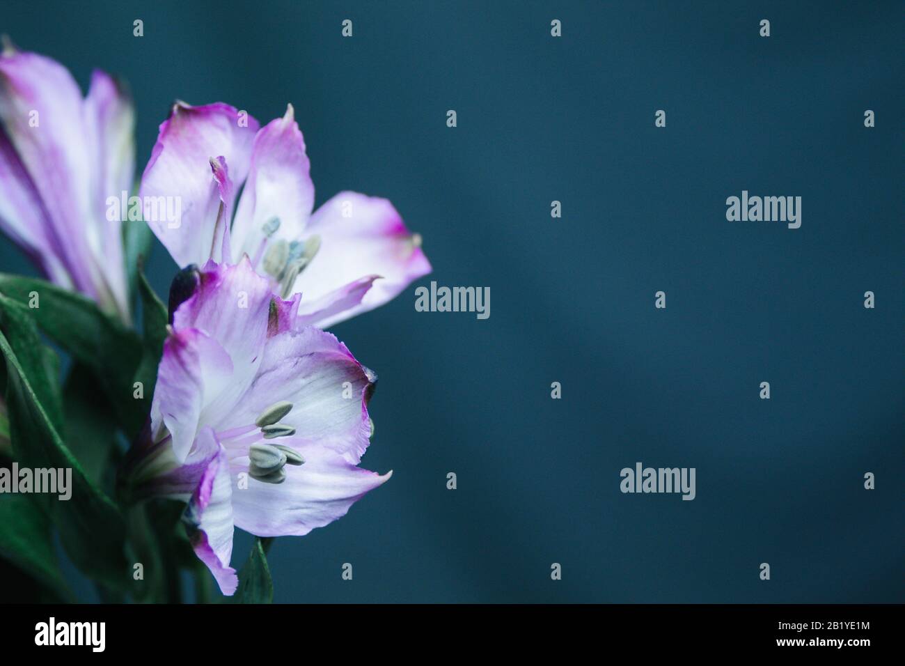 Muttertag Haufen lila zwei Blumen übrig Stockfoto