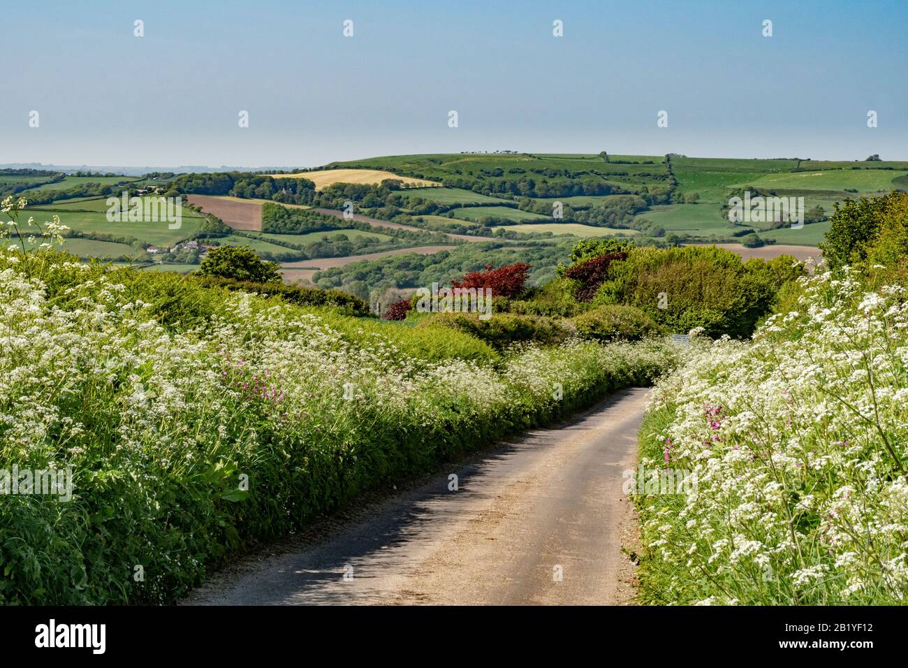 Blick nach Norden auf eine Landstraße im Frühling, die von Wildblumen begrenzt ist, Clay Lane, nahe Puncknowle, an der Jurassic Coast, Dorset, England, Großbritannien Stockfoto