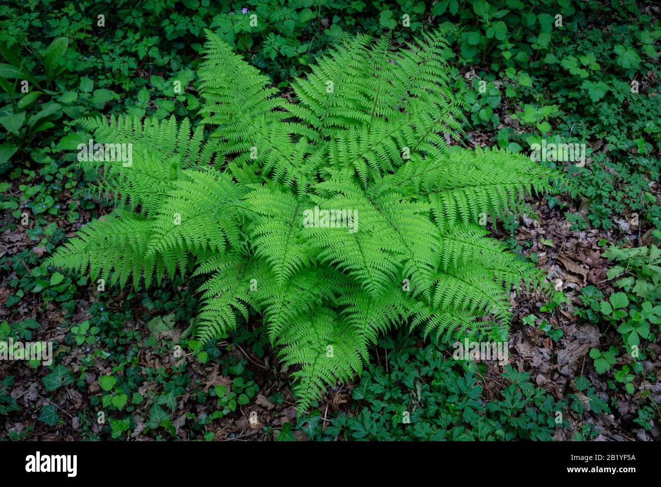 Waldfarn im Frühling Stockfoto