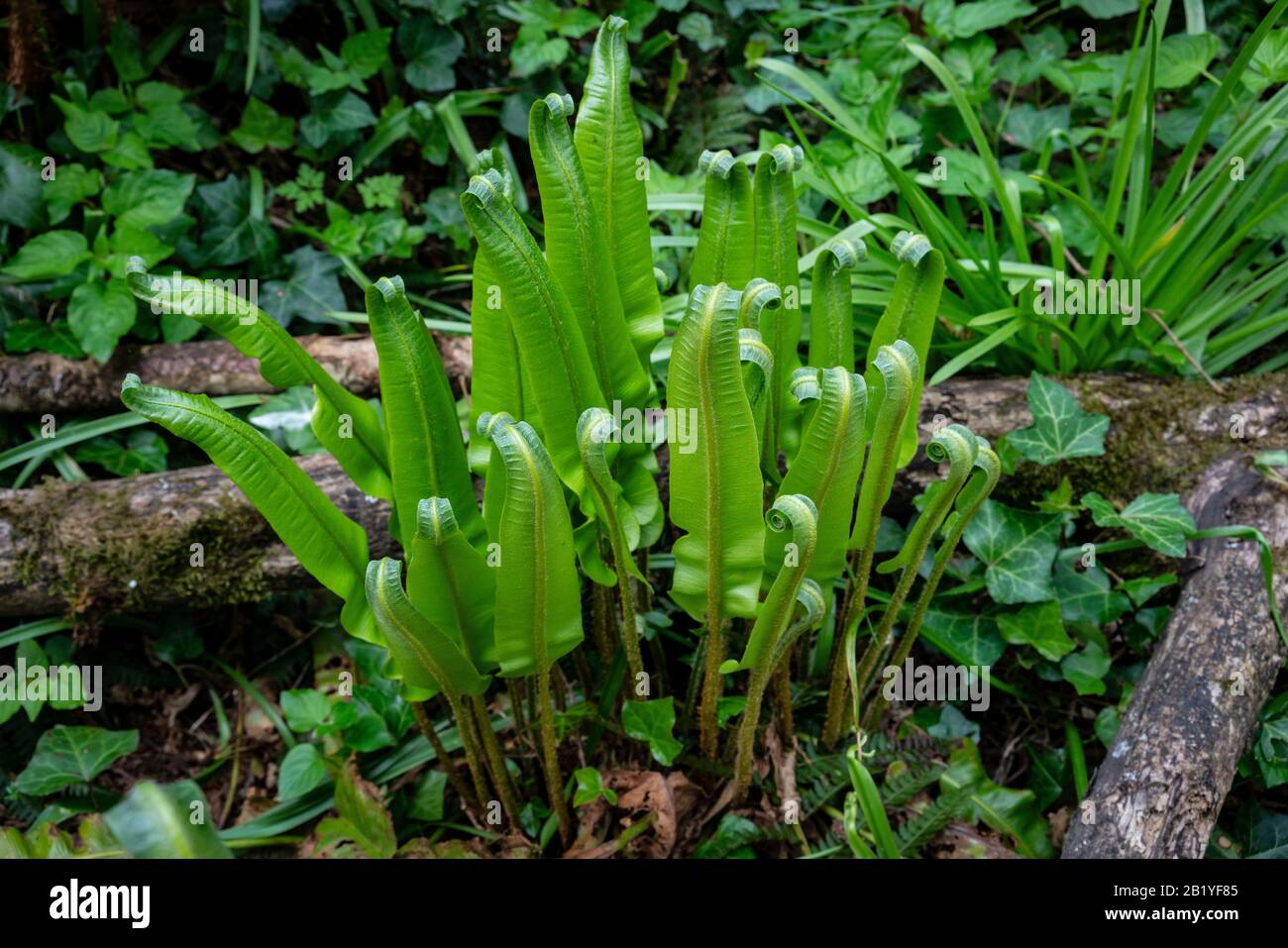 Hart's Tongue Farn,(Asplenium scolopendrium) Stockfoto